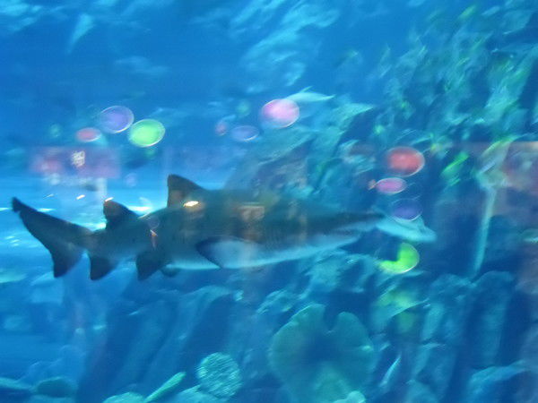 Александр Машков