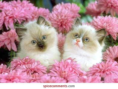 Любушка Колоскова