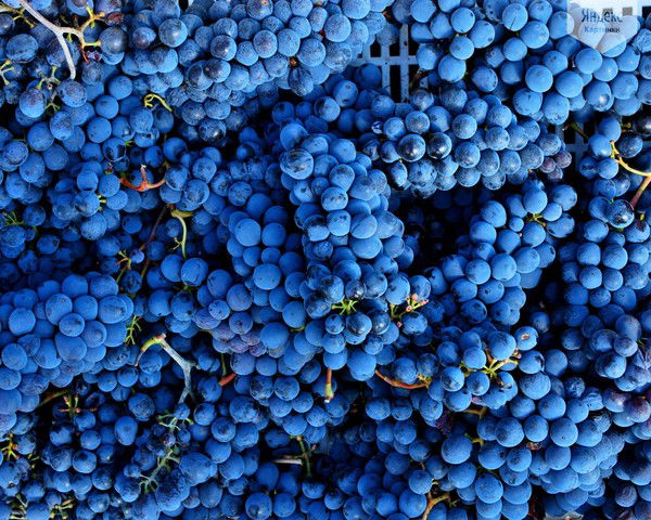 Лариса Орипова