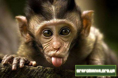 Иван Приходько