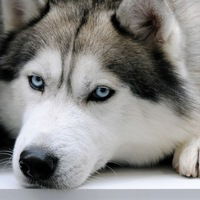 Сергей Кальян