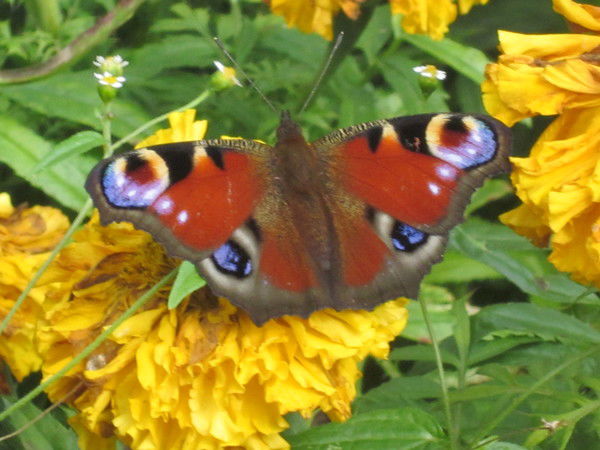 Александр Свирщ