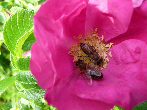 Лайла Турлыбекова