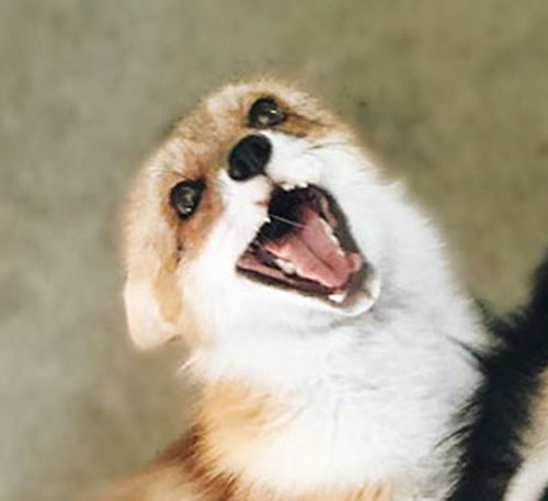 Алиса Вячеславовна