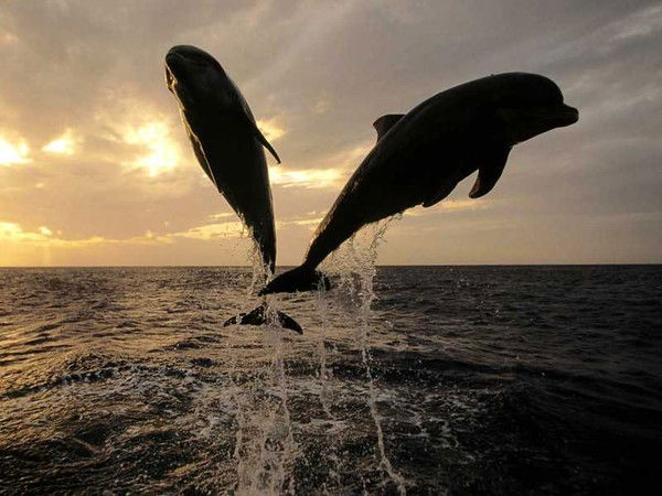 Евгения Павлова