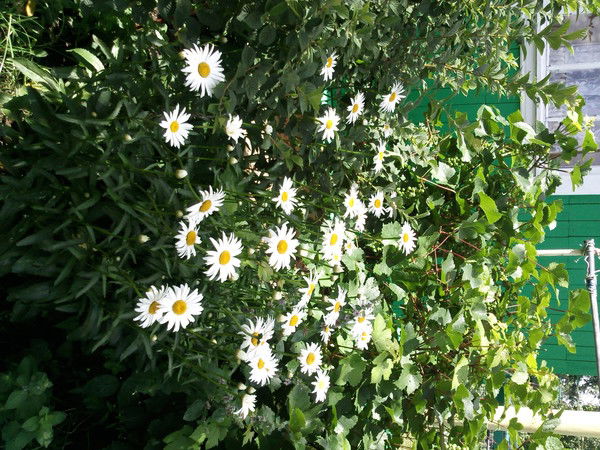 Наталья Кушпелева