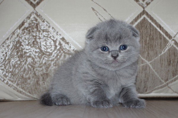 Дмитрий Симонов