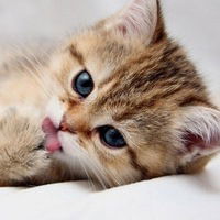 Алёна Волкова