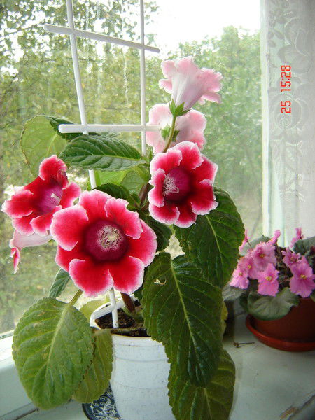 Неизвестно Неизвестно