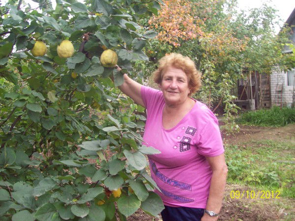 Фрида Зайденшнер