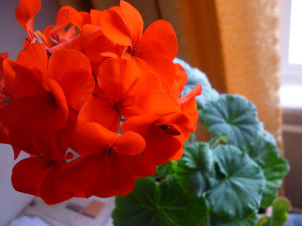 Александр Содоль