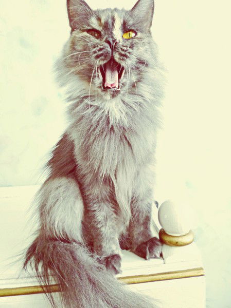 Леночка Никуленок