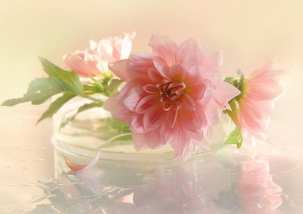 Елена Удовенко