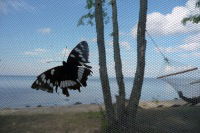 Марина Орденова