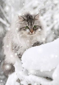 Юлия Кезурова