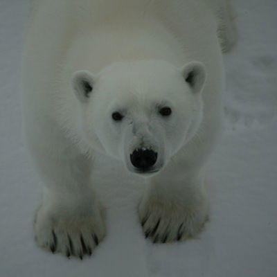 Антон Юдинцев