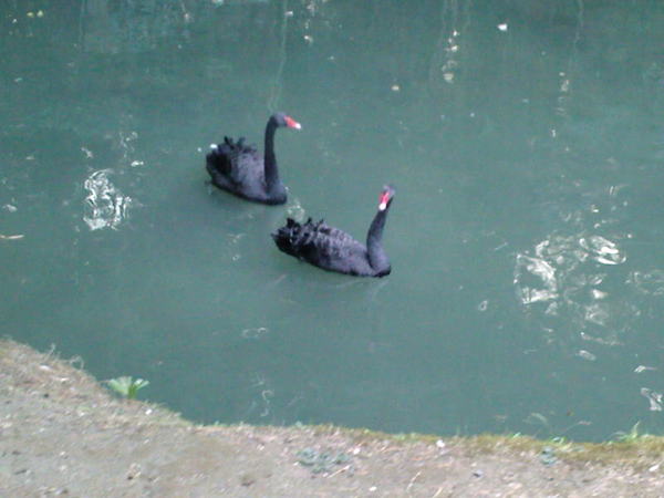 Гребенникова Екатерина