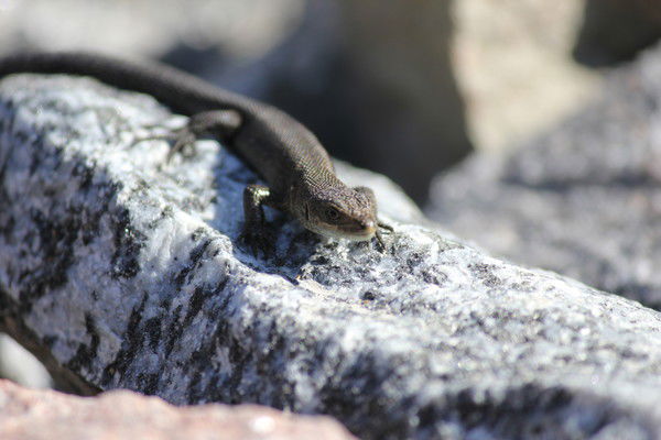 Андрей Дронов