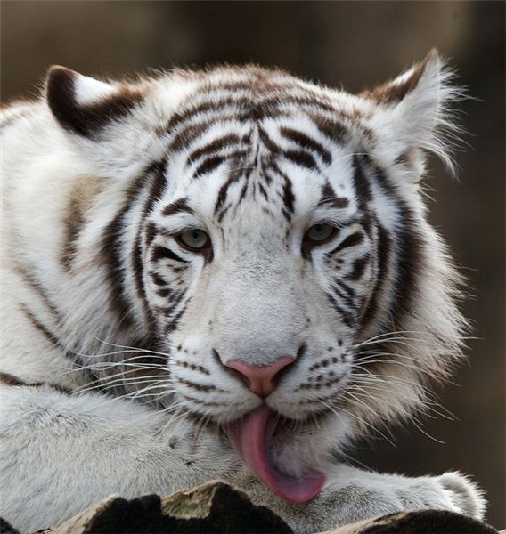 Davron Мадолимов