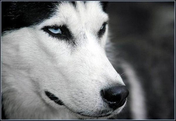 Татьяна Шевченко