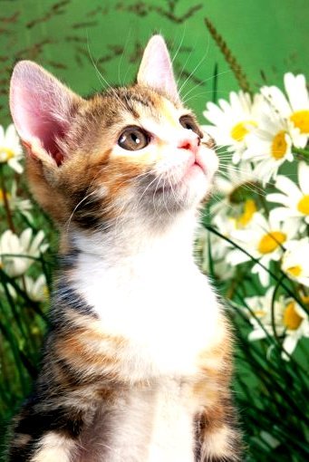 Галина Кононова