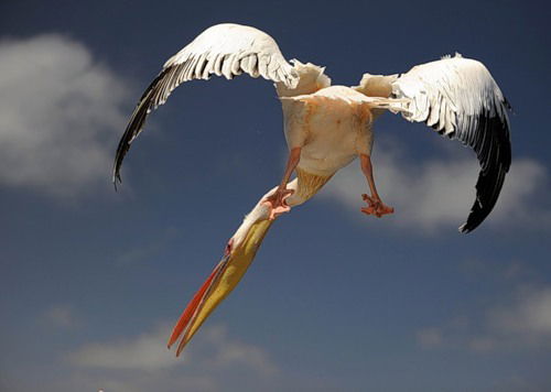 Анжелика Анжелика