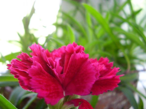 Любовь Крячек