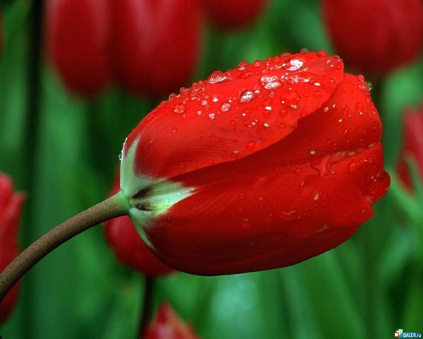 Айзада Габдуллина