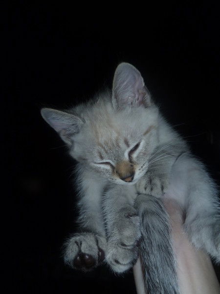 Ирина Мясникова