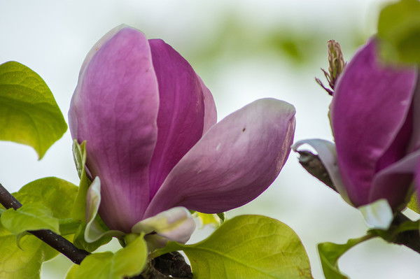 Олеся Безфамильных