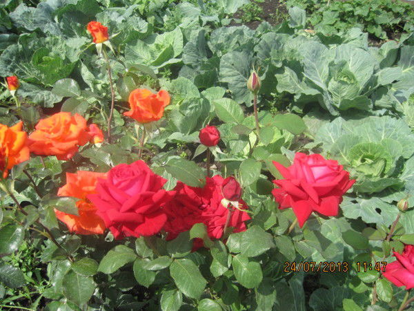 Надежда Басова