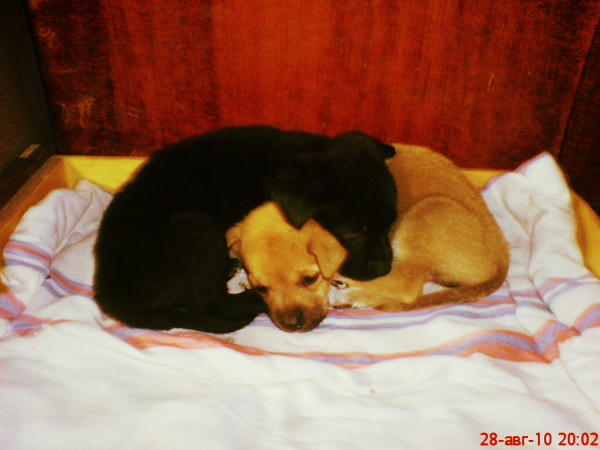 Эльдар Мамедов