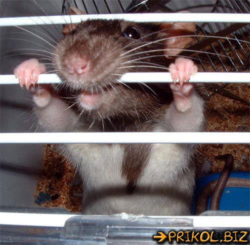 Наталья Добрусь