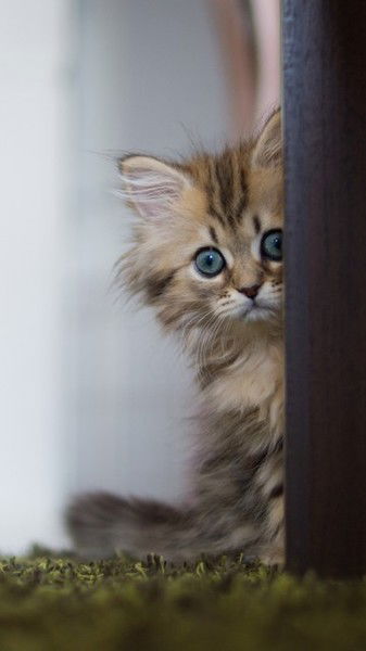 Карлыгаш Сагынбекова