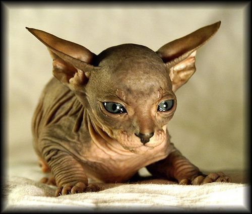 Вася Пупкин