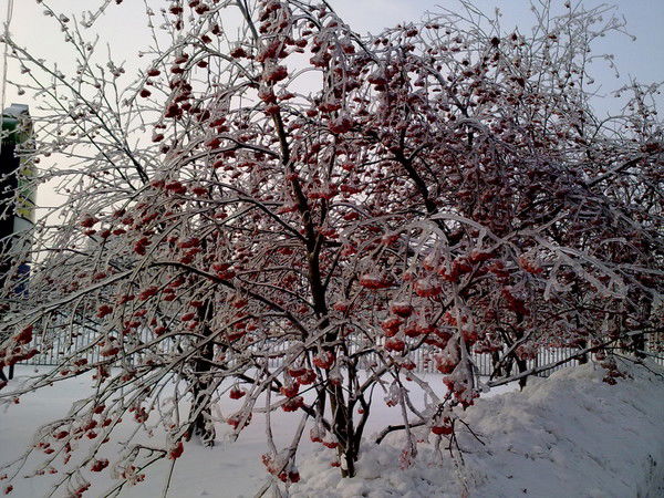 Зура Бисултанова