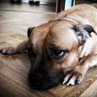 Слава Витренко