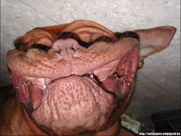 Сергей Шумеев