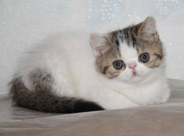 Светлана Фламова