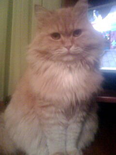 Альфия Бухарина