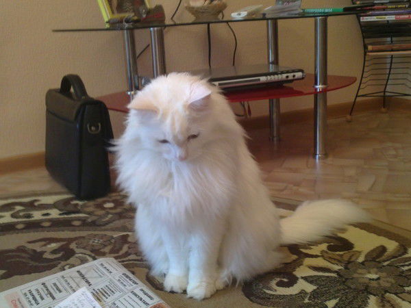 Денис Кипень