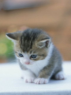 Наталья Шманева