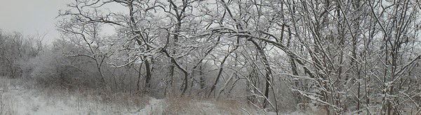 Елена Лапицкая