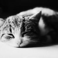 Тоня Мирзоева