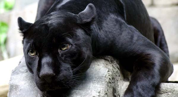 Мирек Класный