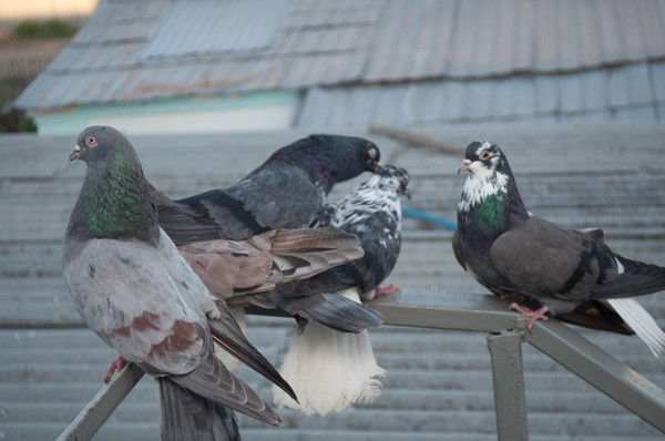 Александр Богданов