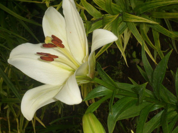 Елена Щербань