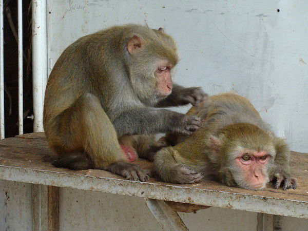 Ольга Роман