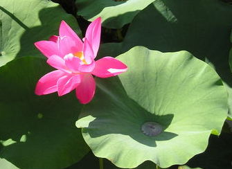 Ольга Соколова