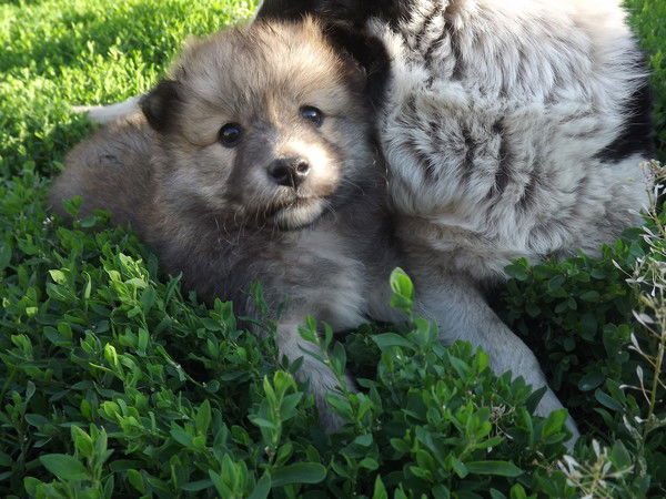 Раиль Муллагалеев